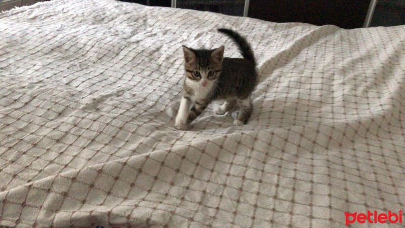 Tekir Kedi, Kedi  prens fotoğrafı