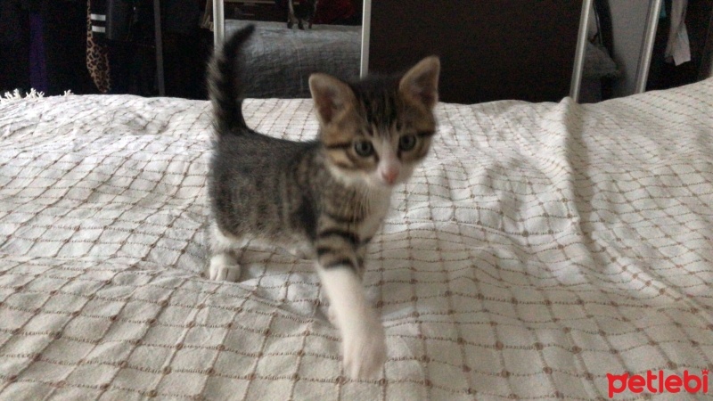 Tekir Kedi, Kedi  prens fotoğrafı