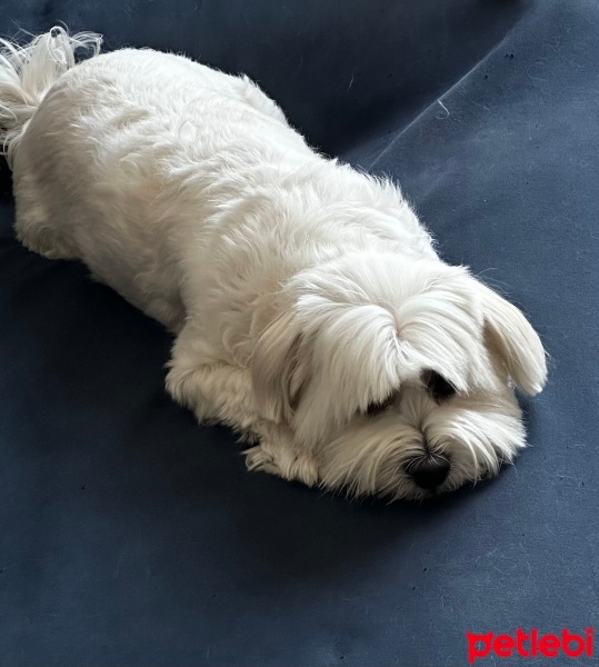 Maltese, Köpek  Bıdık fotoğrafı