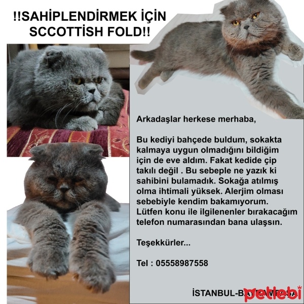Scottish Fold, Kedi  Scottish fold fotoğrafı