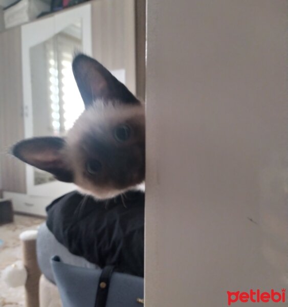 Siyam Kedisi, Kedi  Pixie fotoğrafı