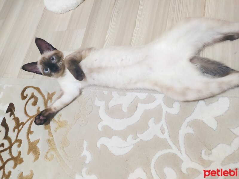 Siyam Kedisi, Kedi  Pixie fotoğrafı