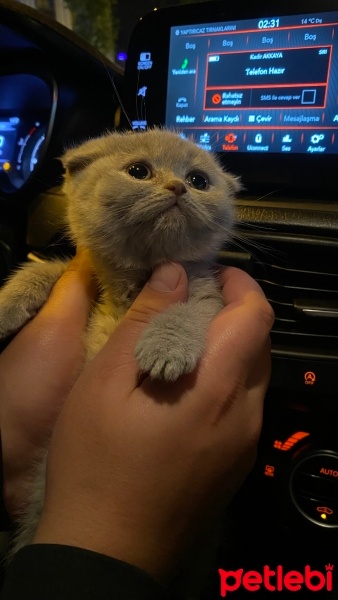 Scottish Fold, Kedi  Mia fotoğrafı