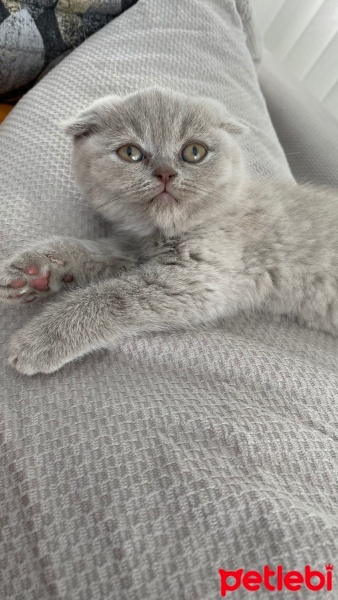 Scottish Fold, Kedi  Mia fotoğrafı