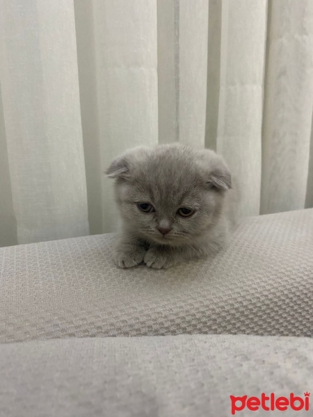 Scottish Fold, Kedi  Mia fotoğrafı