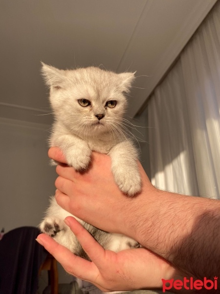 British Longhair, Kedi  Beyaz papatyam fotoğrafı