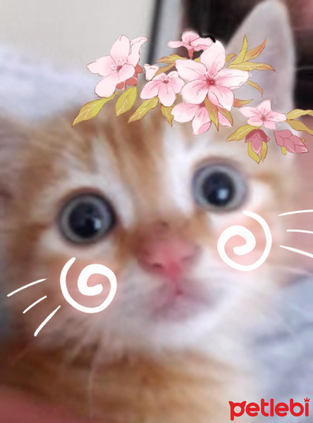 Tekir Kedi, Kedi  Portakal fotoğrafı