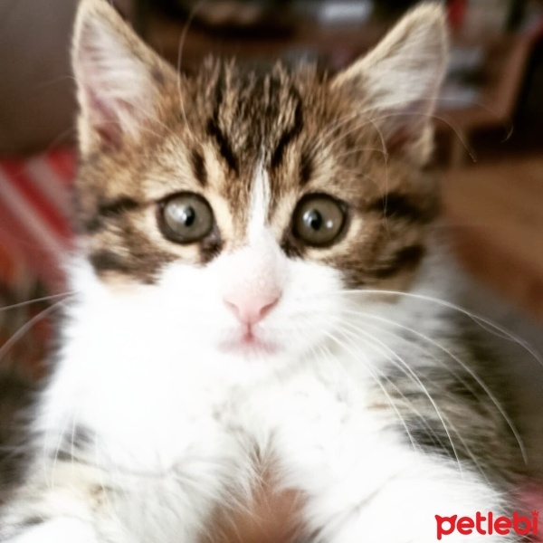 Tekir Kedi, Kedi  Rosa fotoğrafı