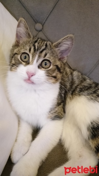 Tekir Kedi, Kedi  Rosa fotoğrafı