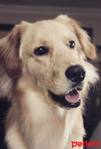 Golden Retriever, Köpek  OSCAR fotoğrafı