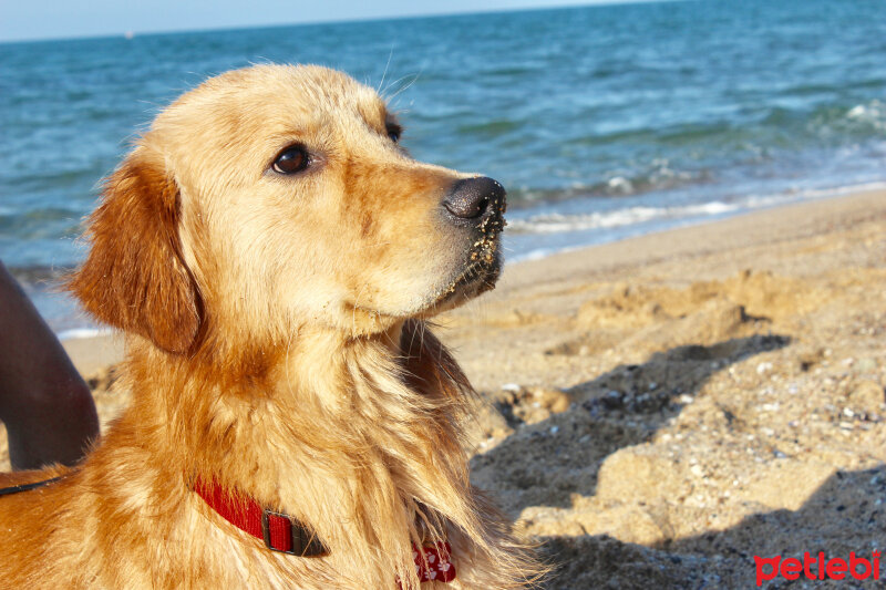 Golden Retriever, Köpek  OSCAR fotoğrafı