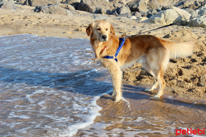 Golden Retriever, Köpek  OSCAR fotoğrafı