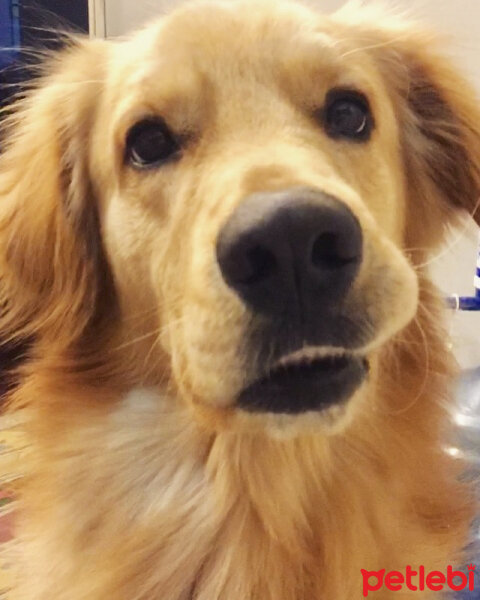 Golden Retriever, Köpek  OSCAR fotoğrafı