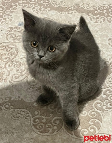 British Shorthair, Kedi  Prenses fotoğrafı