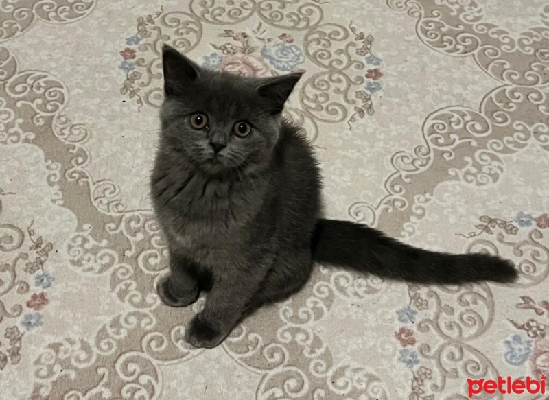 British Shorthair, Kedi  Prenses fotoğrafı