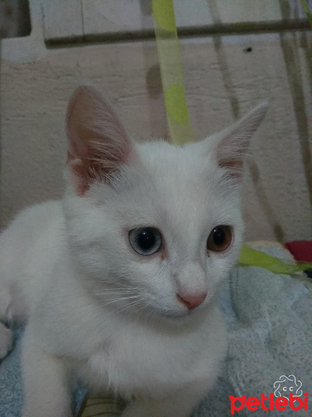 Van Kedisi, Kedi  Miya fotoğrafı