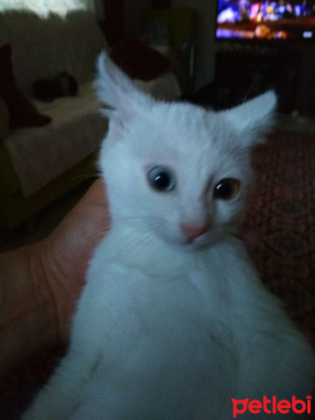 Van Kedisi, Kedi  Miya fotoğrafı
