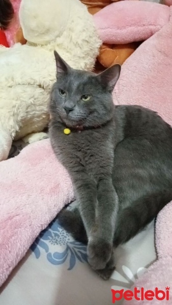Abyssinian, Kedi  Duman fotoğrafı