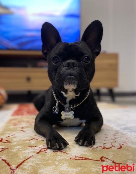 Fransız Bulldog, Köpek  Alex fotoğrafı