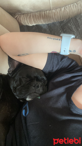 Fransız Bulldog, Köpek  Alex fotoğrafı