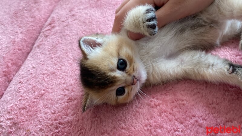 British Shorthair, Kedi  Darwin fotoğrafı