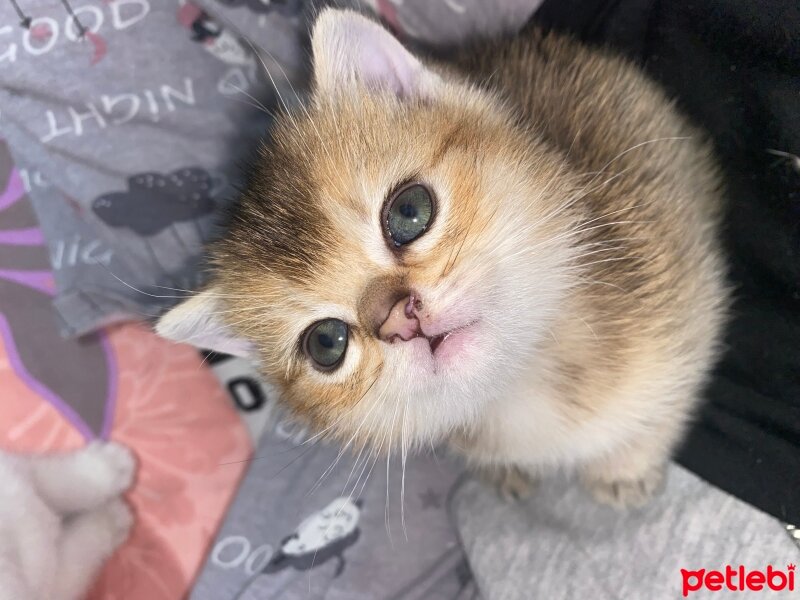 British Shorthair, Kedi  Darwin fotoğrafı