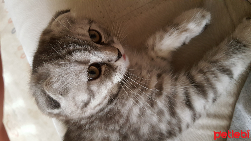 Scottish Fold, Kedi  Sherlock fotoğrafı