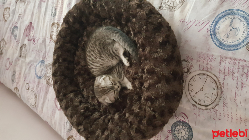 Scottish Fold, Kedi  Sherlock fotoğrafı