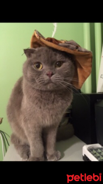 Scottish Fold, Kedi  Yoda fotoğrafı