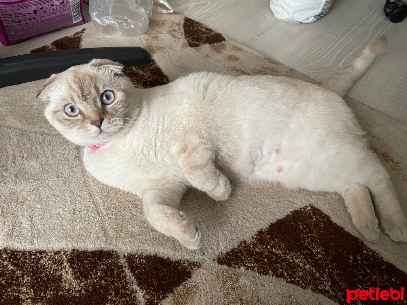 Scottish Fold, Kedi  Turşu fotoğrafı