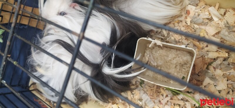 Guinea Pig, Kemirgen  Ginepig fotoğrafı