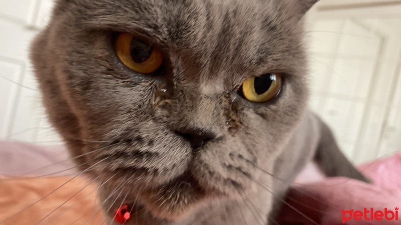 British Shorthair, Kedi  Mia fotoğrafı
