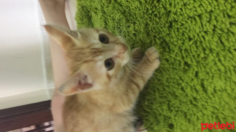 Tekir Kedi, Kedi  Mia fotoğrafı