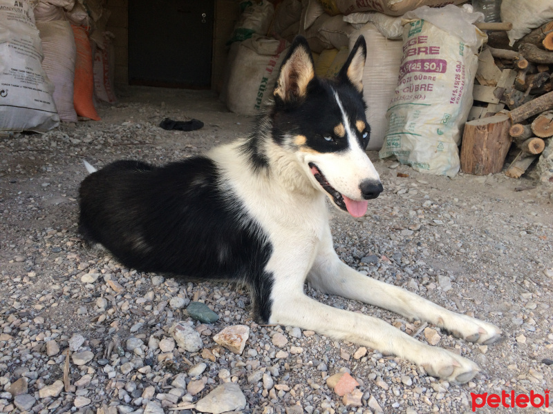 Sibirya Kurdu (Husky), Köpek  Garip fotoğrafı