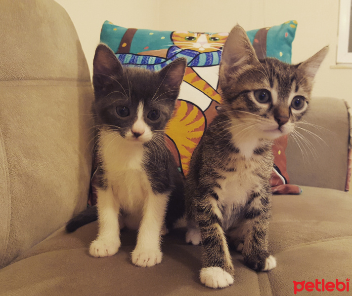 Tekir Kedi, Kedi  Kuşi ve Bulgur fotoğrafı