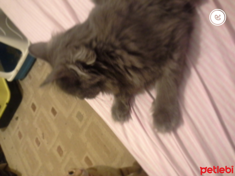 British Shorthair, Kedi  Paskal  fotoğrafı