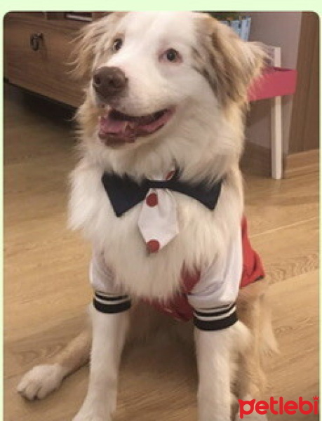 Avustralya Çoban Köpeği, Köpek  Aragorn fotoğrafı