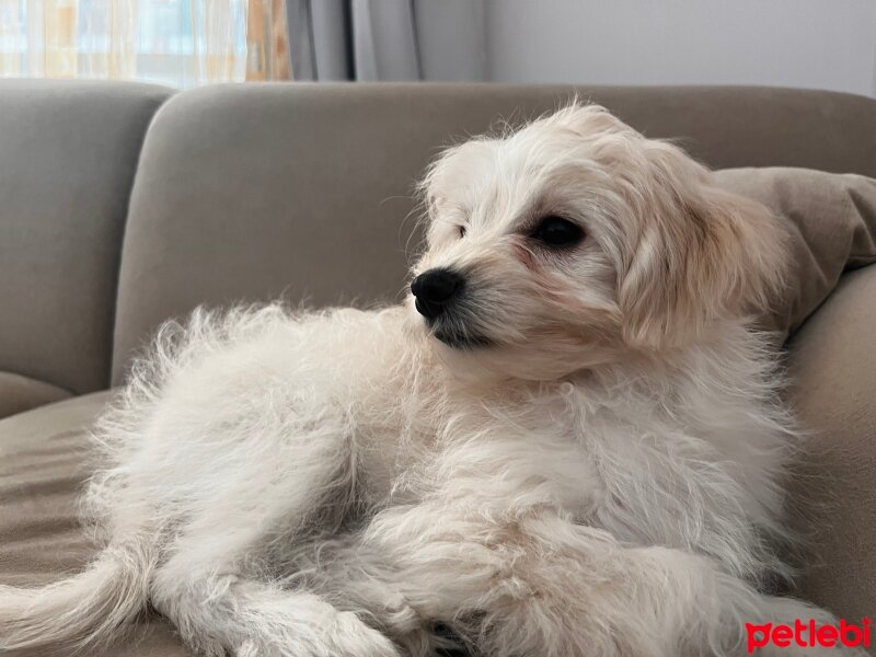 Maltese, Köpek  Mia fotoğrafı