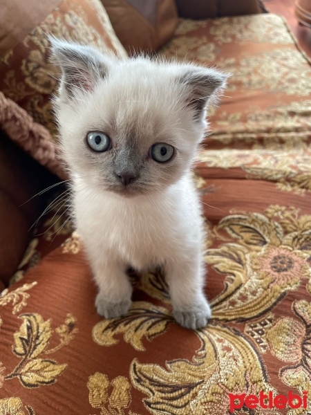 Brazilian Shorthair, Kedi  Paşa fotoğrafı