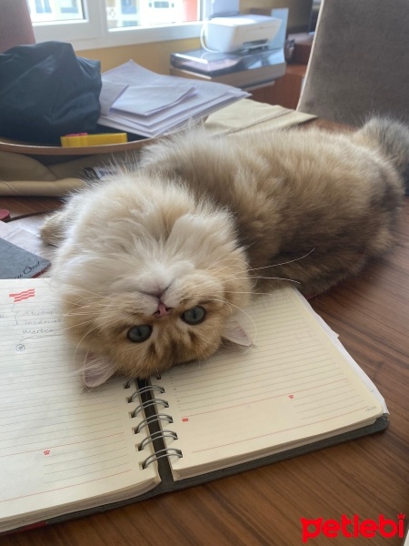 British Longhair, Kedi  Tarçın fotoğrafı
