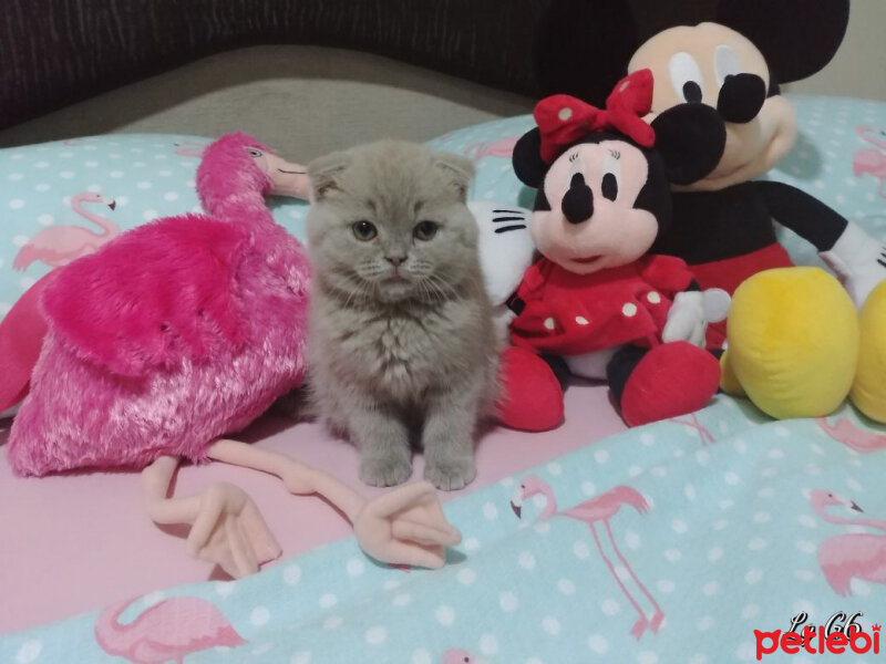 Scottish Fold, Kedi  Gofret fotoğrafı