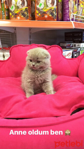 Scottish Fold, Kedi  Gofret fotoğrafı