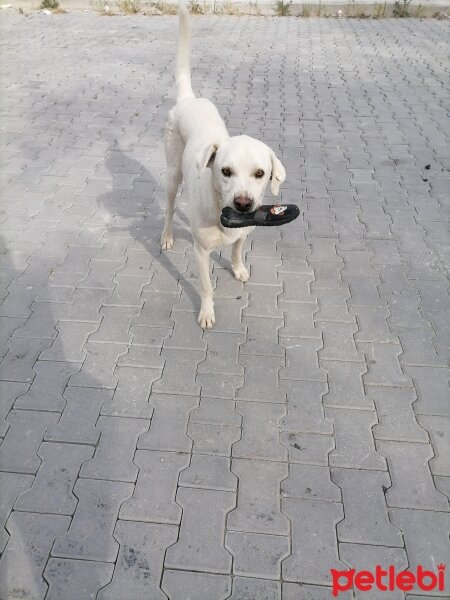 Tekir Kedi, Kedi  Susam fotoğrafı