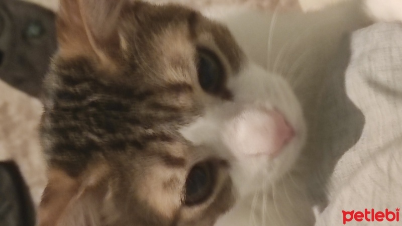 Tekir Kedi, Kedi  Sütlaç fotoğrafı
