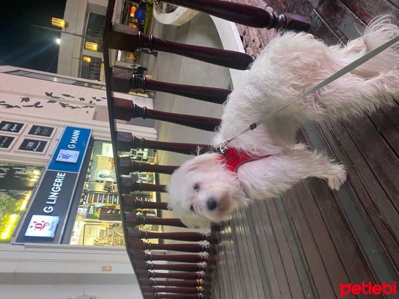 Maltese, Köpek  İce fotoğrafı