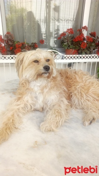 Maltese, Köpek  Kadayıf fotoğrafı