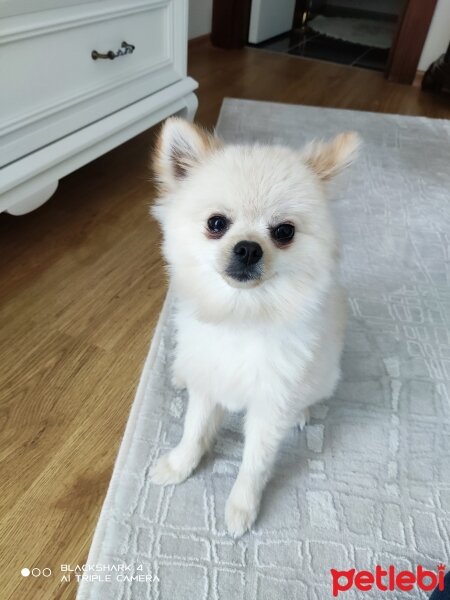 Pomeranyalı, Köpek  Leo fotoğrafı