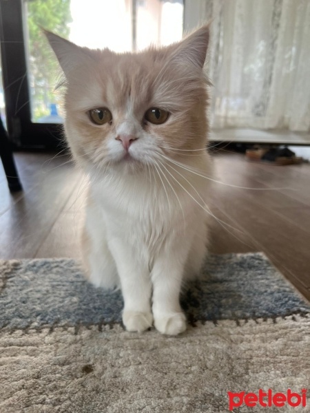 Chinchilla, Kedi  Köpük fotoğrafı
