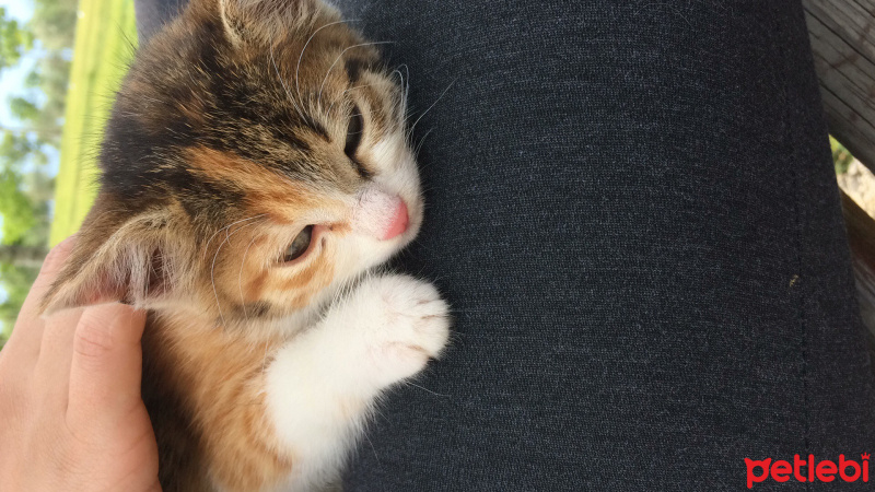 Tekir Kedi, Kedi  Gece fotoğrafı