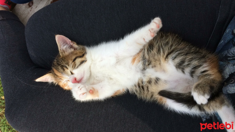 Tekir Kedi, Kedi  Gece fotoğrafı